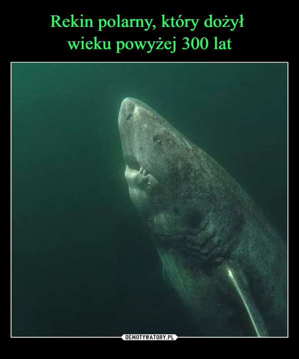 Rekin polarny, który dożył 
wieku powyżej 300 lat