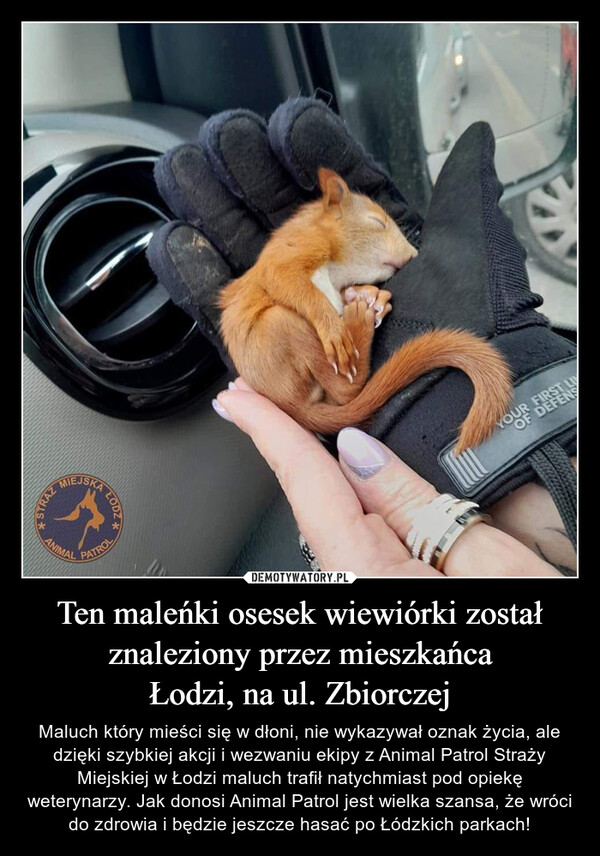 Ten maleńki osesek wiewiórki został znaleziony przez mieszkańca
Łodzi, na ul. Zbiorczej