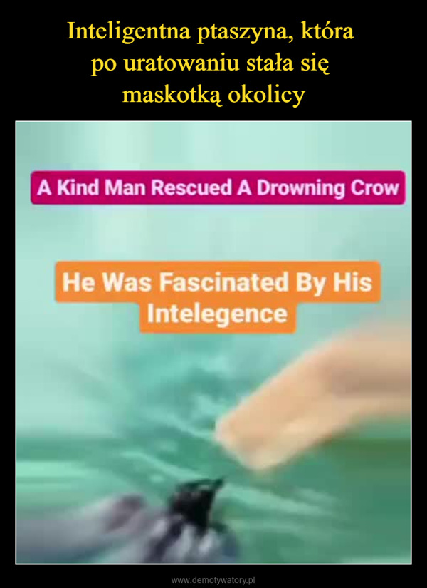  –  A Kind Man Rescued A Drowning CrowHe Was Fascinated By HisIntelegence