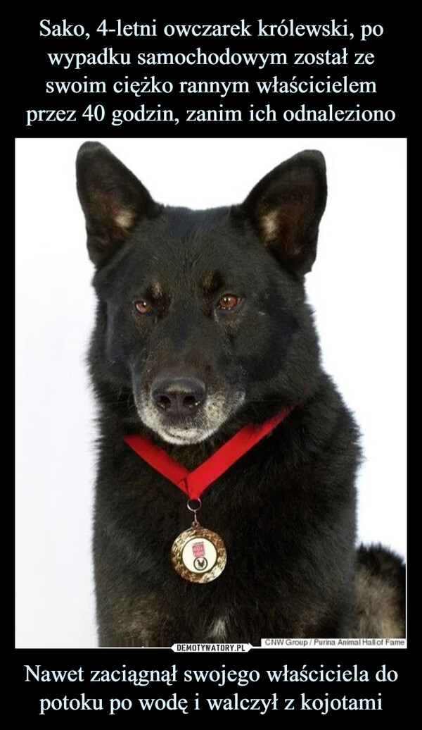 Nawet zaciągnął swojego właściciela do potoku po wodę i walczył z kojotami –  CNW Group/Purina Animal Hall of Fame