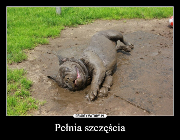 Pełnia szczęścia –  