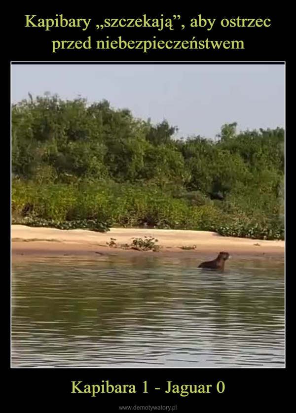 Kapibara 1 - Jaguar 0 –  