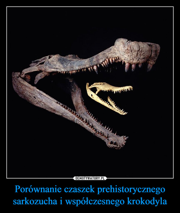 Porównanie czaszek prehistorycznego sarkozucha i współczesnego krokodyla –  