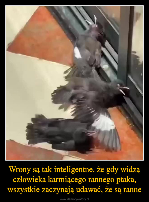 Wrony są tak inteligentne, że gdy widzą człowieka karmiącego rannego ptaka, wszystkie zaczynają udawać, że są ranne –  