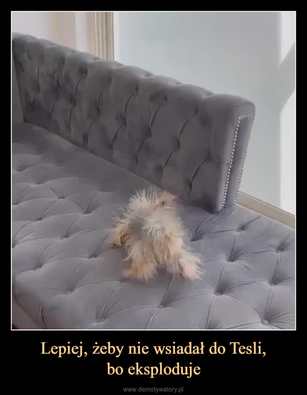 Lepiej, żeby nie wsiadał do Tesli,bo eksploduje –  My dog kept rubbing againstthe couch and made a lot ofstatic electricity