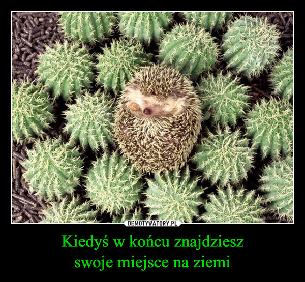 Kiedyś w końcu znajdzieszswoje miejsce na ziemi –  
